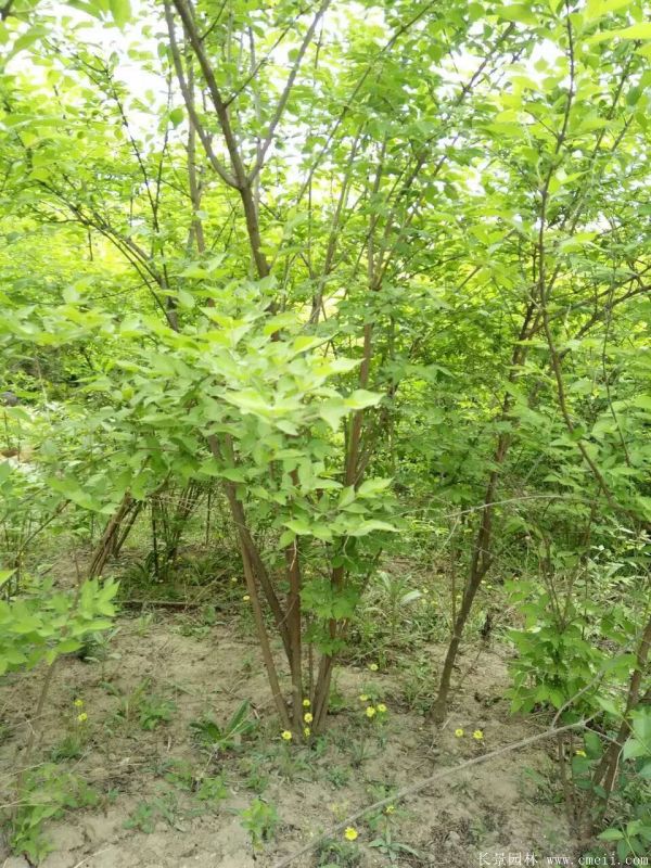 金銀木圖片基地實拍