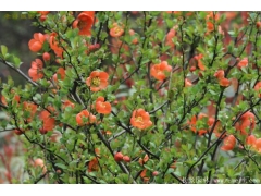 日本貼梗海棠多少錢？