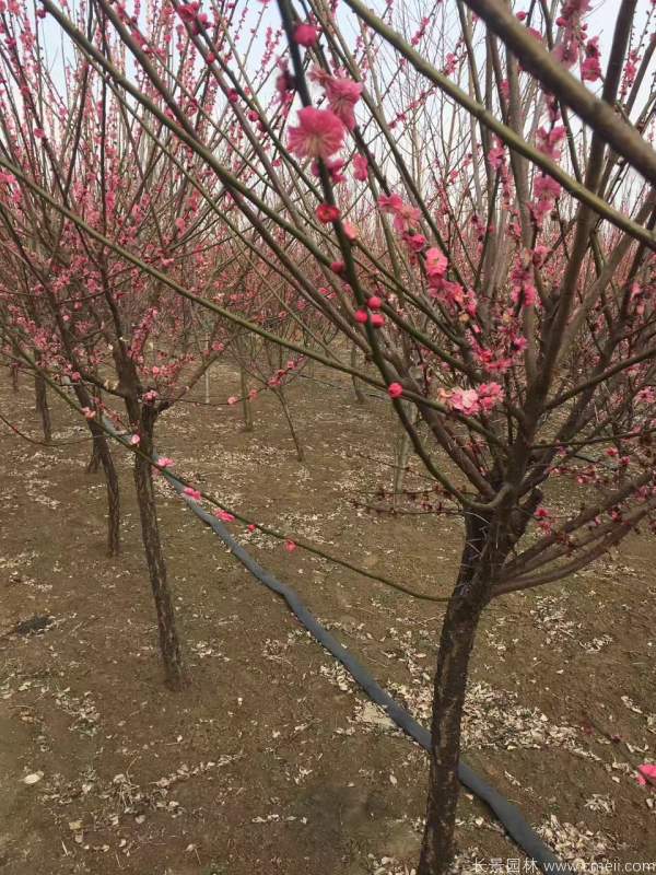 紅梅樹紅梅花圖片基地實(shí)拍 紅梅樹紅梅花圖片基地實(shí)拍