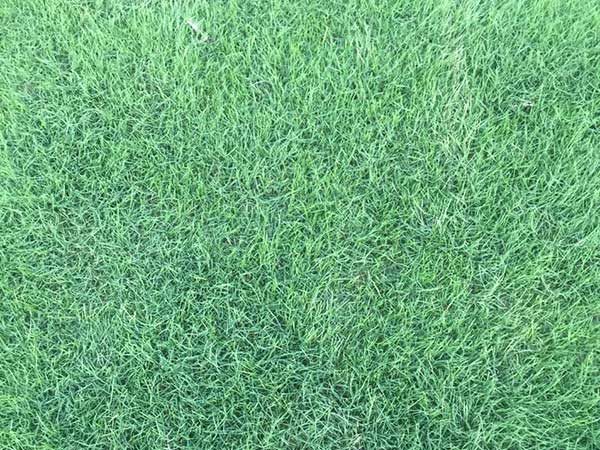 百慕大種子發芽出苗圖片