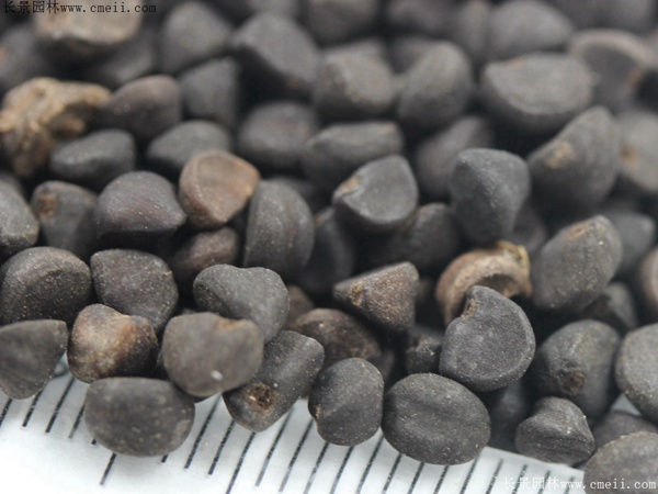 牽?；ǚN子圖片