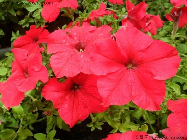 牽?；ǚN子發芽出苗開花圖片