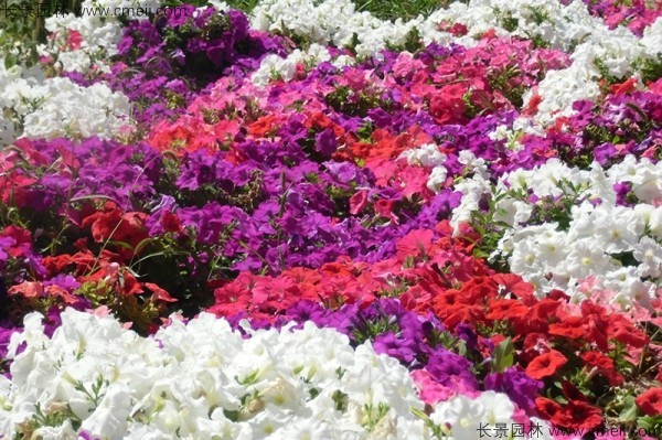 牽?；ǚN子發芽出苗開花圖片