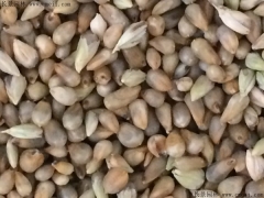 1畝牧草可以養多少頭牛 畝產有多少斤 高產牧草