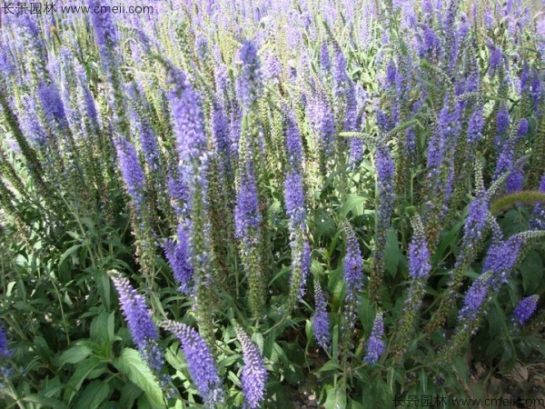 蛇鞭菊種子圖片 蛇鞭菊種子圖片