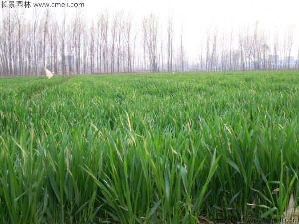 黑小麥種子發芽出苗圖片