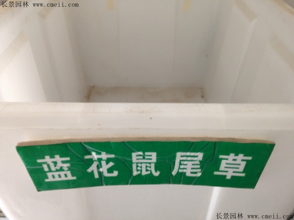 藍花鼠尾草種子圖片