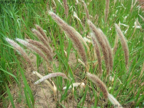 白茅種子發(fā)芽出苗圖片