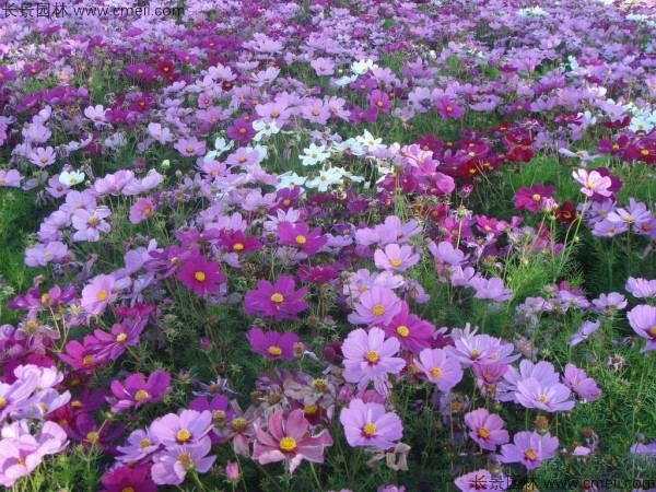 格桑花種子發(fā)芽出苗開(kāi)花圖片