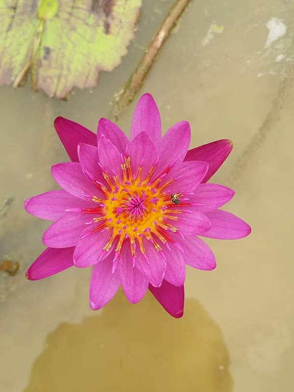 好品種類碗蓮花紅色