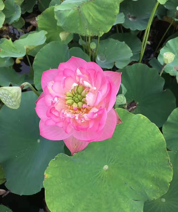 荷花種植基地實拍優(yōu)質(zhì)品種類