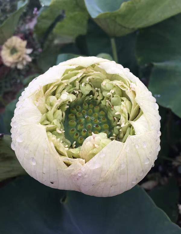 荷花種植基地實拍優(yōu)質(zhì)品種類