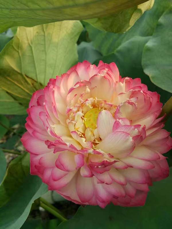 荷花種植基地實拍優(yōu)質(zhì)品種類