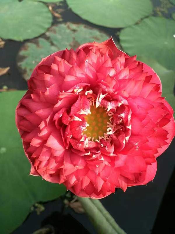 荷花種植基地實拍優(yōu)質(zhì)品種類