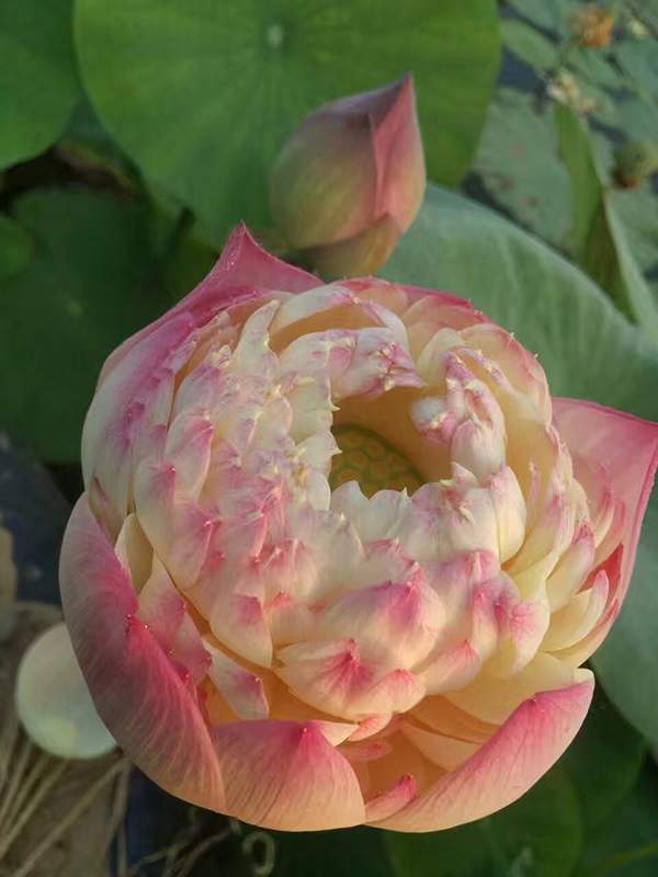 荷花種植基地實拍優(yōu)質(zhì)品種類