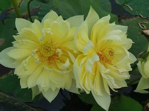 荷花種植基地實拍優(yōu)質(zhì)品種類