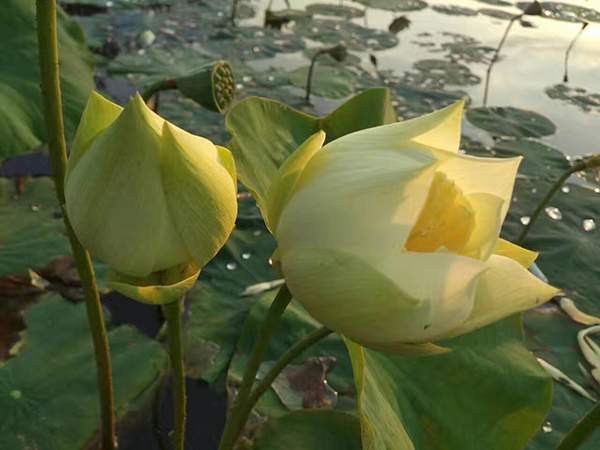 荷花種植基地實拍優(yōu)質(zhì)品種類