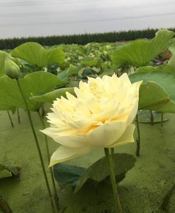 荷花種植基地實拍優(yōu)質(zhì)品種類