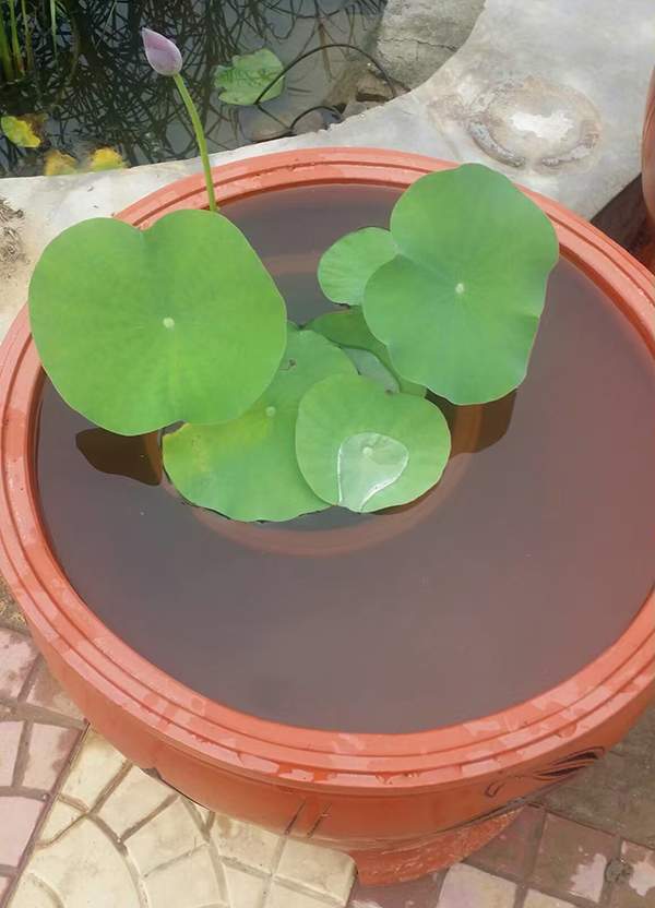 荷花種植基地實拍優(yōu)質(zhì)品種類盆栽