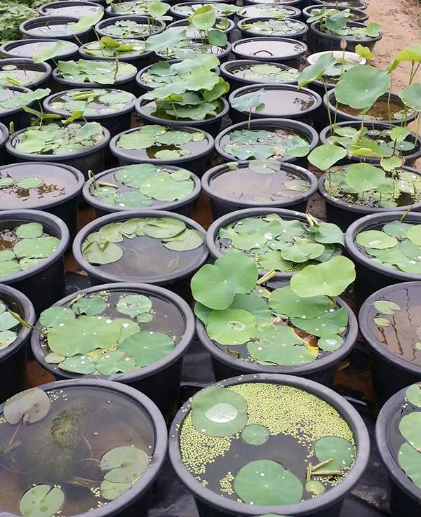 荷花種植基地實拍優(yōu)質(zhì)品種類盆栽