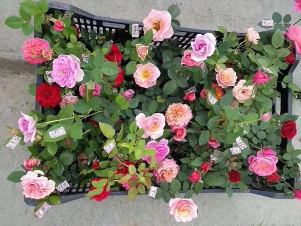 江蘇沭陽歐月基地照片