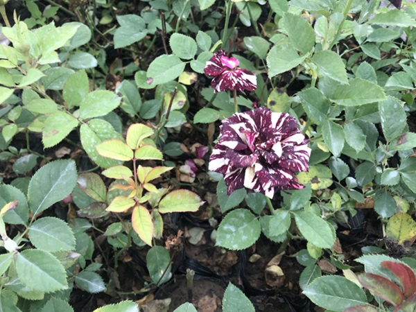 沭陽歐月基地照片