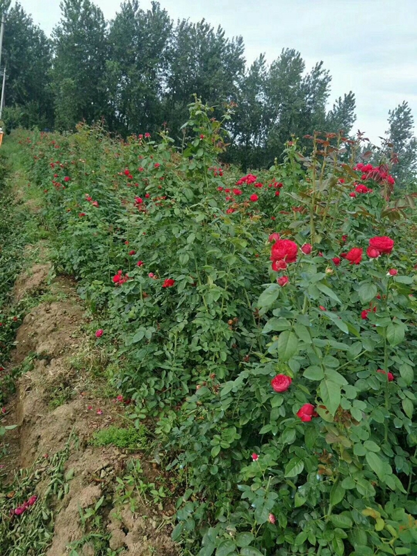 長(zhǎng)景園林紅色達(dá)芬奇照片