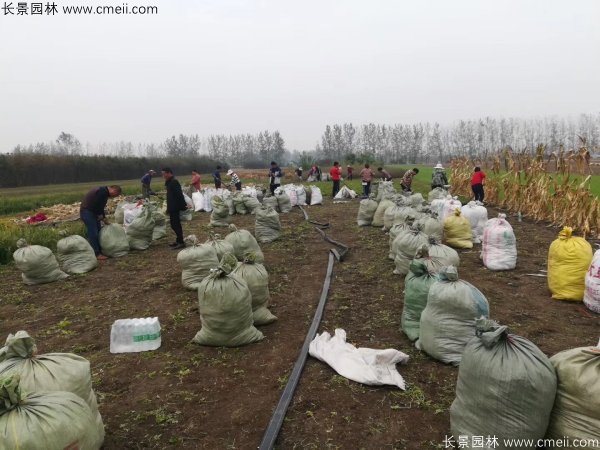 佛甲草發物流快遞裝箱包裝圖片 佛甲草發物流快遞裝箱包裝圖片