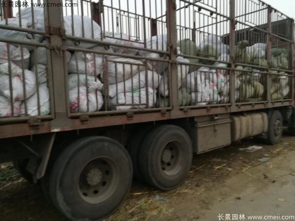 佛甲草發物流快遞裝箱包裝圖片 佛甲草發物流快遞裝箱包裝圖片