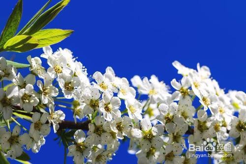 繡線菊怎么養護最合適呢？