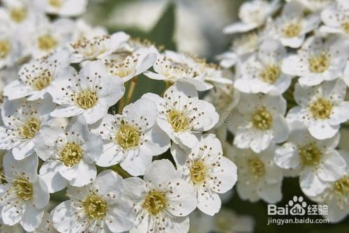 繡線菊怎么養護最合適呢？