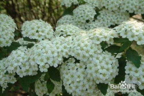 繡線菊怎么養護最合適呢？