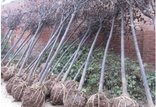 1596188584388088.jpg QQ截圖20200717133717.jpg