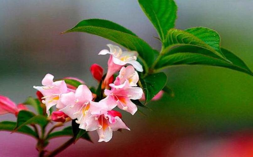 1636800623507115.jpg 五彩錦帶6.jpg