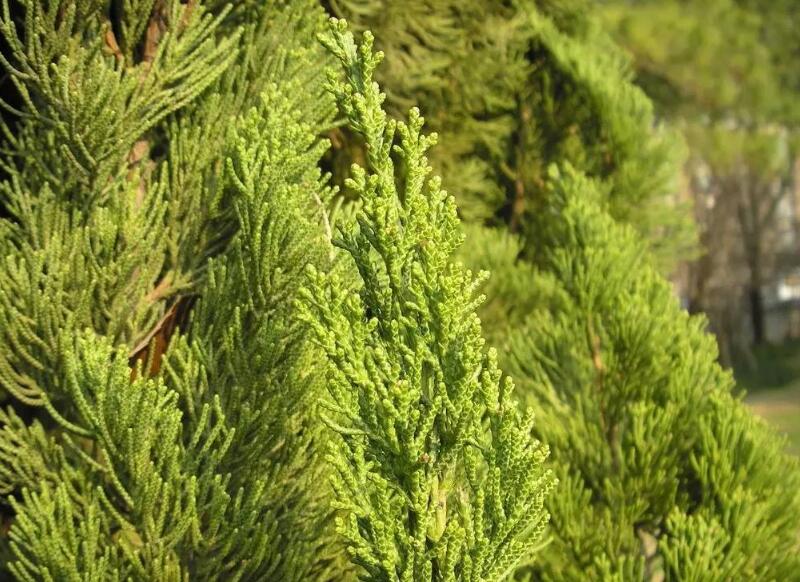 1637333764836552.jpg 塔柏樹6.jpg