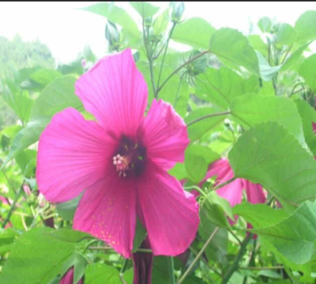 1650544901984977.jpg 1650544901984977.jpg