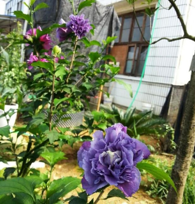 1650545851486357.jpg 木槿 庭院3.jpg