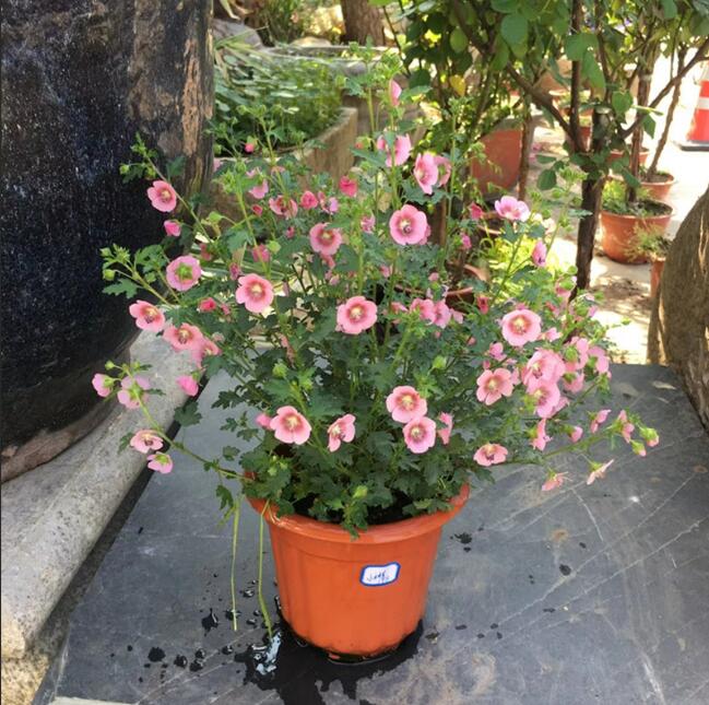 1650546471369823.jpg 1650546471369823.jpg