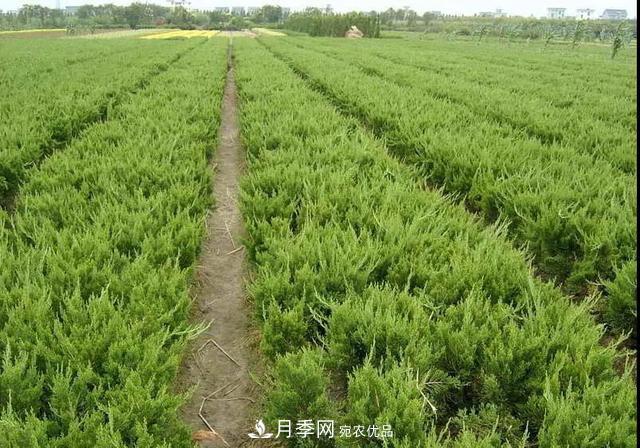 值得收藏！這些全國(guó)著名苗木產(chǎn)地你知道幾個(gè)？