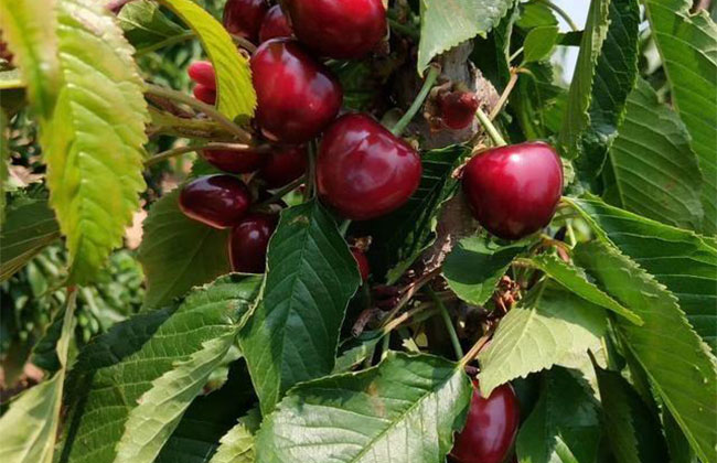 櫻桃樹苗幾月份種植?櫻桃苗種植方法