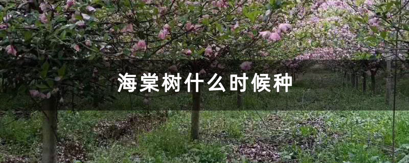 海棠樹什么時候種