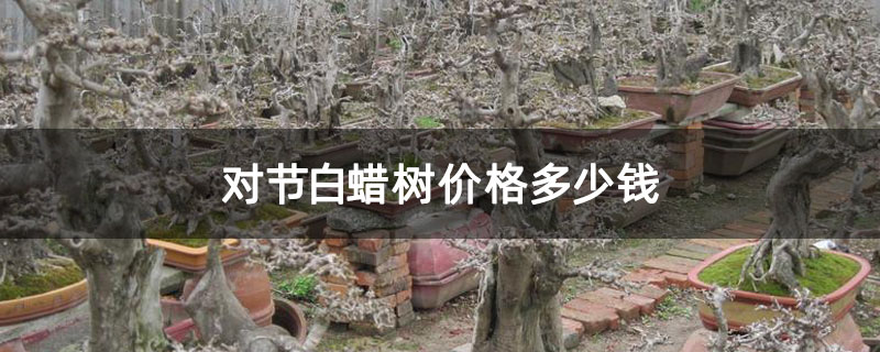 對節白蠟樹價格多少錢