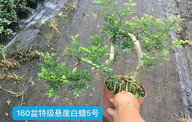 對節白蠟苗