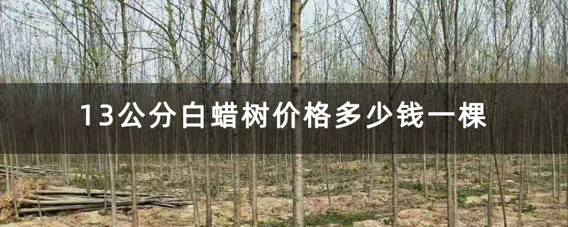 13公分白蠟樹價格多少錢一棵