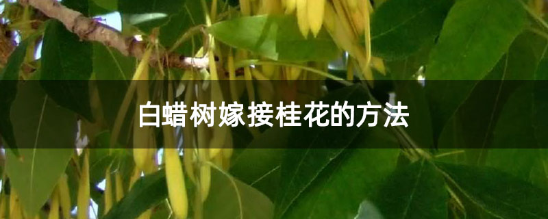 白蠟樹嫁接桂花的方法