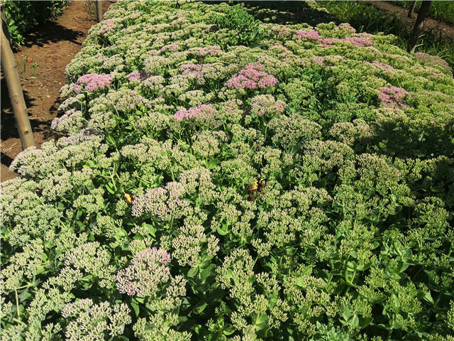 沭陽(yáng)長(zhǎng)景園林八寶景天種植基地實(shí)拍圖片