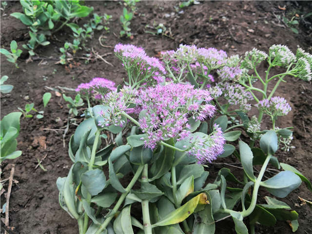 沭陽(yáng)長(zhǎng)景園林八寶景天種植基地實(shí)拍圖片