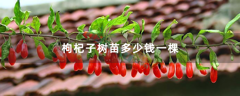 枸杞子樹苗多少錢一棵