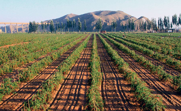 枸杞種植基地