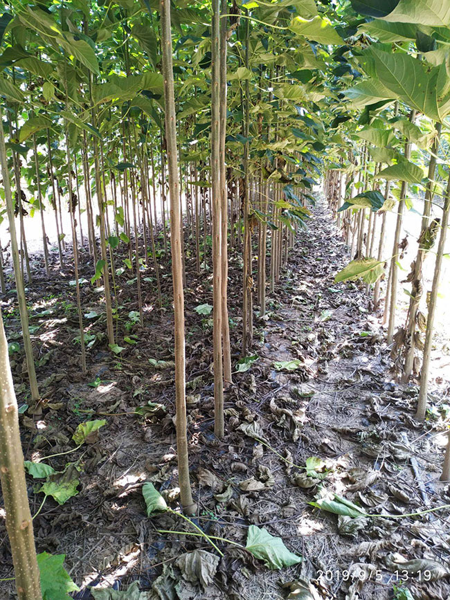 楸樹小苗價(jià)格多少錢一棵?2020年最新楸樹小苗價(jià)格